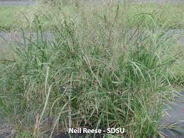 Image result for Panicum nervatum