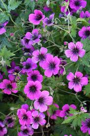 Image result for Geranium