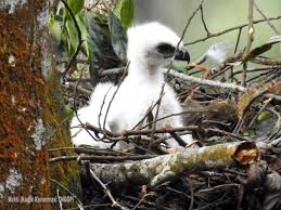 Kenapa burung garuda yang dipilih? Ranger Gunung Gede Pangrango Temukan Anak Burung Garuda