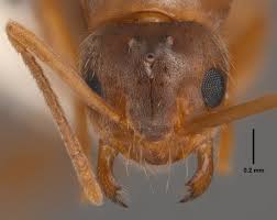 Image result for Entada arenaria