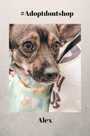 Meet Alex Small Dog Adoption Dog Adoption Dog Organization