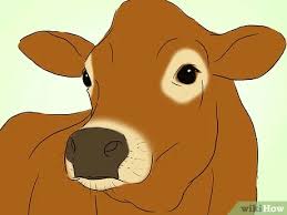 Their horns are usually thin and curved. How To Identify Jersey Cattle 4 Steps With Pictures Wikihow