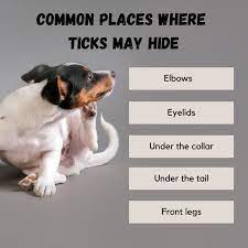 Ken hughs has years of experience treating serious conditions and offering regular pet wellness care. Dogwood Animal Hospital Pet Resort Home Facebook