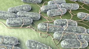 Diaré kan være akutt eller kronisk. Derfor Far Du Akutt Diare Abc Nyheter