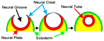 Neuroscience For Kids Brain Development