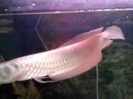 Silver Arowana Growth Update One And A Half Year Youtube