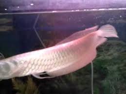 silver arowana growth update one and a half year youtube