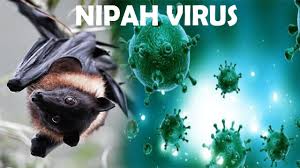 Nipah virüsü dünyada büyük paniğe neden oldu? Nipah Virus Symptoms Treatment And Transmission