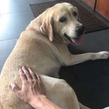 The best gifs are on giphy. Yoki A Silly Fat Dog Yokinirafa Twitter