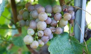 Wine Variety Descriptions Wine Descriptions Wine Variety Different Types Of Wine