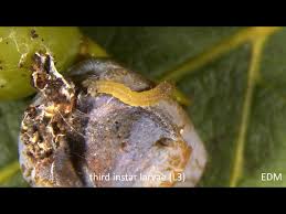 Image result for Lobesia botrana grapevine