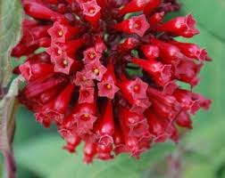 Image result for Clerodendrum fasciculatum