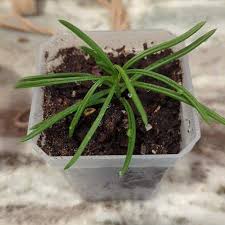 Image result for Senecio barbertonicus