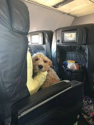 If Emotional Support Animals Are Banned From Planes Some People Say They Ll Stop Flying In 2020 Emotional Support Animal Support Animal Emotional Support