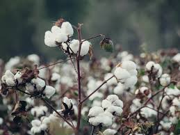 Cotton Price Cotton Takes Support At Msp As Arrivals Pick