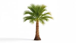 Image result for Borassus