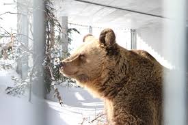 Die bewegende geschichte der geretteten… Webcams For Visitors Arosa Bear Sanctuary