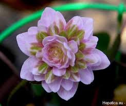 And all have fascinating stories to tell. Pin On Flores Cia