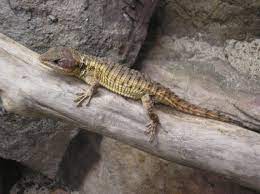 The East African Spiny Tailed Lizard Cordylus Tropidosternum Common Name Dwarf Sungazer Also Known As The T Lizard Lizards For Sale North American Wildlife