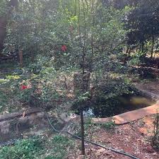 Image result for Diospyros ferrea