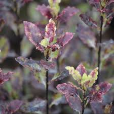 Maybe you would like to learn more about one of these? Pittosporum Tom Thumb Norton Garden Centre