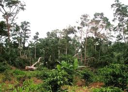 Image result for Caloncoba crepiniana