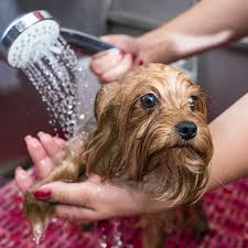Small animal and bird boarding. Dog Grooming In Thornton Cat Grooming In Thornton
