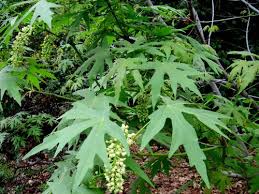 You can collect sap from this tree to make maple syrup. Big Leaf Maple Acer Macrophyllum