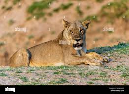 African lioness in the sun hi-res stock photography and images