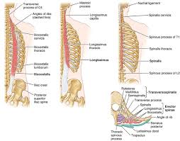 Image result for Muscle Weakness