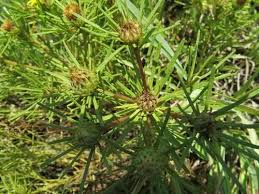 Image result for Geigeria burkei