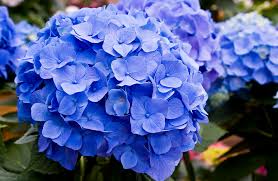 Start new cuttings early in the summer to give them the best chance for surviving the winter. Hydrangeas The Bold Chameleon Of Plants Mu Extension