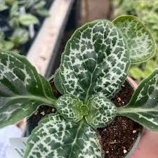 Image result for Streptocarpus