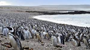 While visiting punta tombo, you are entering a chubut's protected natural area. Con La Llegada De Los Primeros Pinguinos Se Abrio Al Turismo La Reserva De Punta Tombo