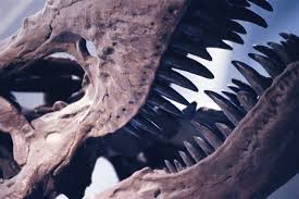 Evolutionists are convinced that all dinosaur bones must be at least 65 million years old. Think Twice Before Buying That Rare Dinosaur Skeleton Barron S