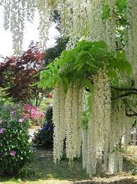 Maria Aguila On Twitter Beautiful Gardens Beautiful Flowers Flowering Trees