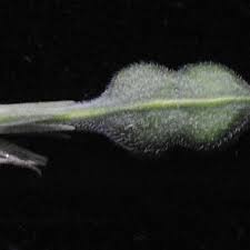 Image result for Justicia scandens