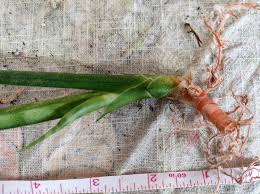 Image result for Sansevieria dooneri
