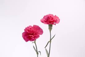 See more of 康乃馨徵信公司 on facebook. æ¯äº²èŠ‚é€åº·ä¹ƒé¦¨ä»£è¡¨ä»€ä¹ˆå«ä¹‰ å¥½èŠ±ç½'
