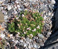 Image result for Aspilia natalensis