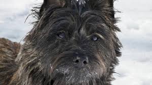 Image result for cairn teriér