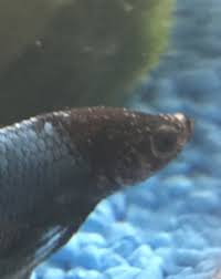 White Spots On Bettas Head My Aquarium Club