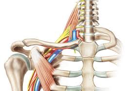 The shoulder joint is the connection between the chest and the upper extremity. Brachial Plexus Injury Johns Hopkins Medicine