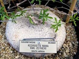 Image result for Kedrostis