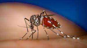 Dat is alleen nodig in (tropische) gebieden waar muggen ziekten als malaria en dengue kunnen overbrengen. Zorgen Over Oprukkende Tijgermug Nos