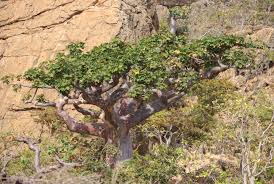 Image result for Sterculia africana