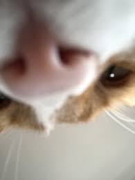 Pin On Cats