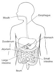 The entire small intestine is about 20 feet long, and the ileum accounts for about 13 feet. Digestive Tract With Labels For The Mouth Esophagus Stomach Duodenum Jejunum Large Intestine Small Intestine And Ileum Media Asset Niddk
