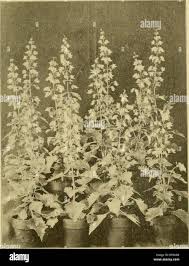 Image result for Coleus thyrsoideus