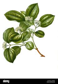 Image result for Strychnos innocua